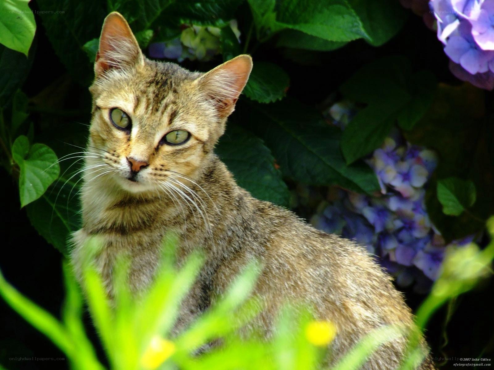 tabby cat in garden