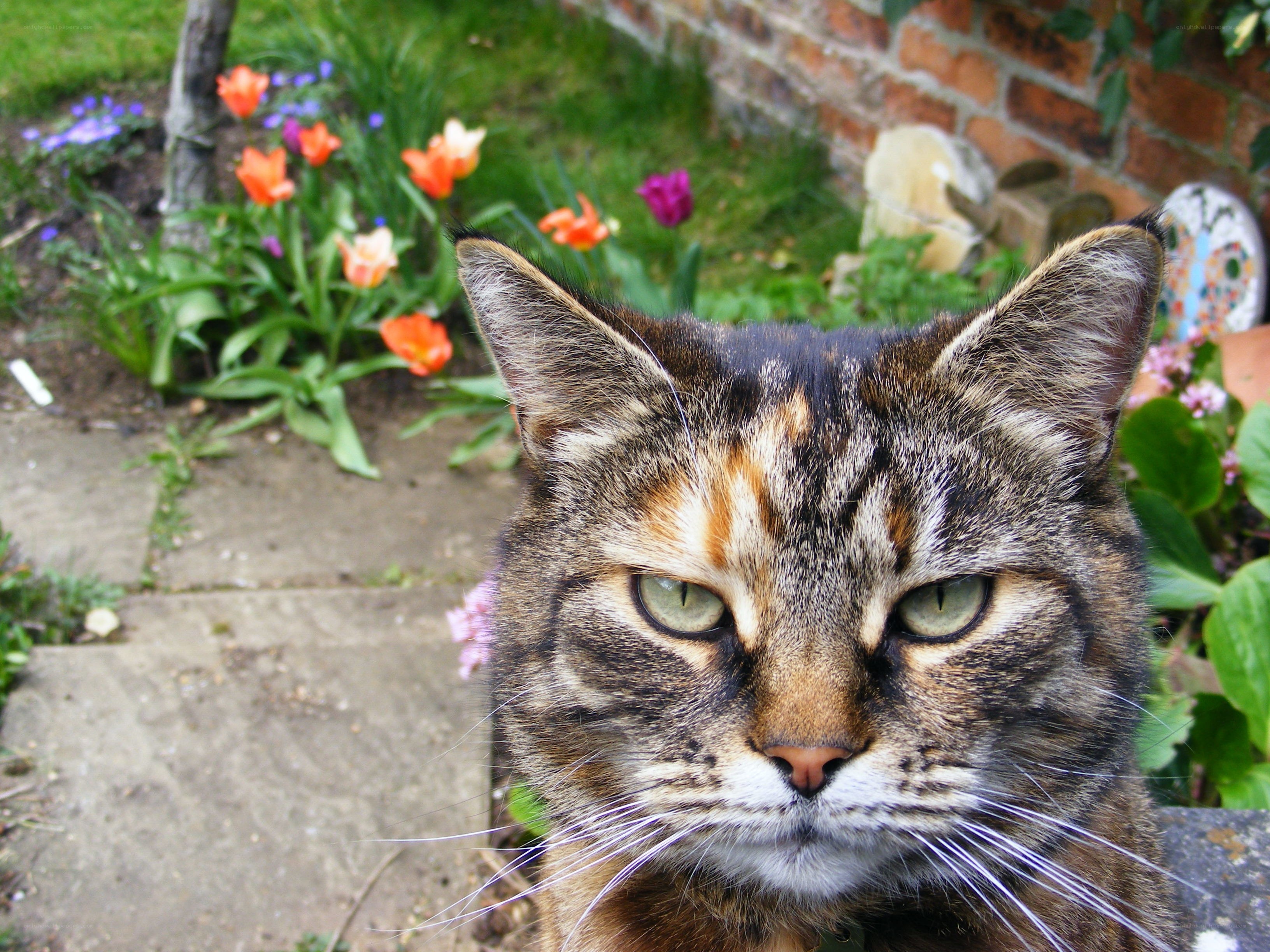 tabby cat in garden