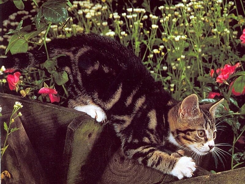 Tabby cat in garden