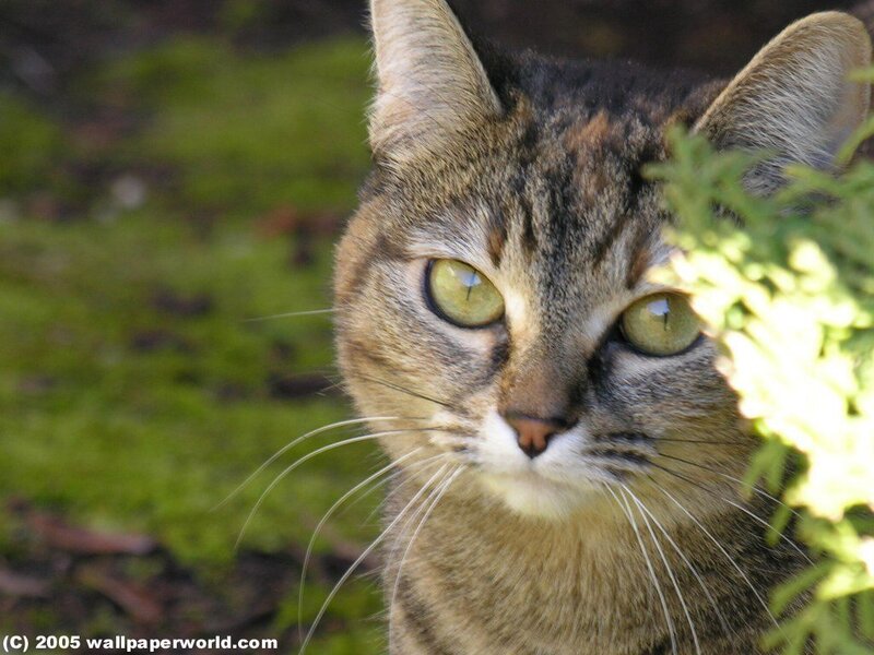 tabby cat in garden