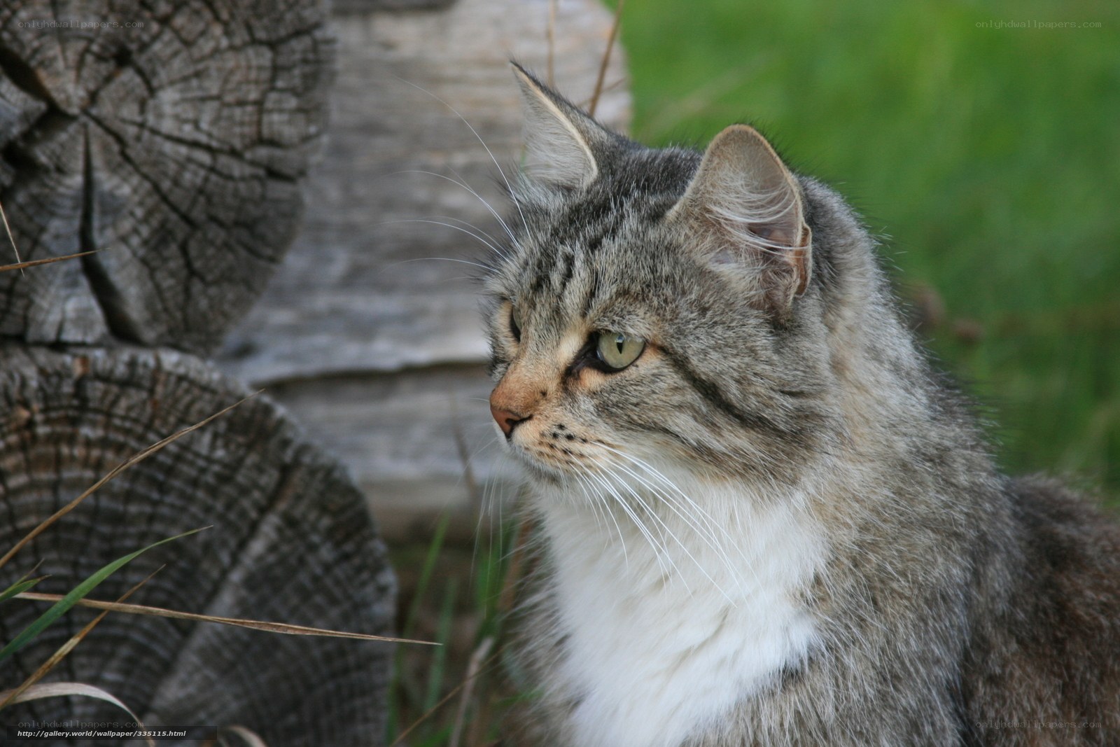 tabby cat in garden