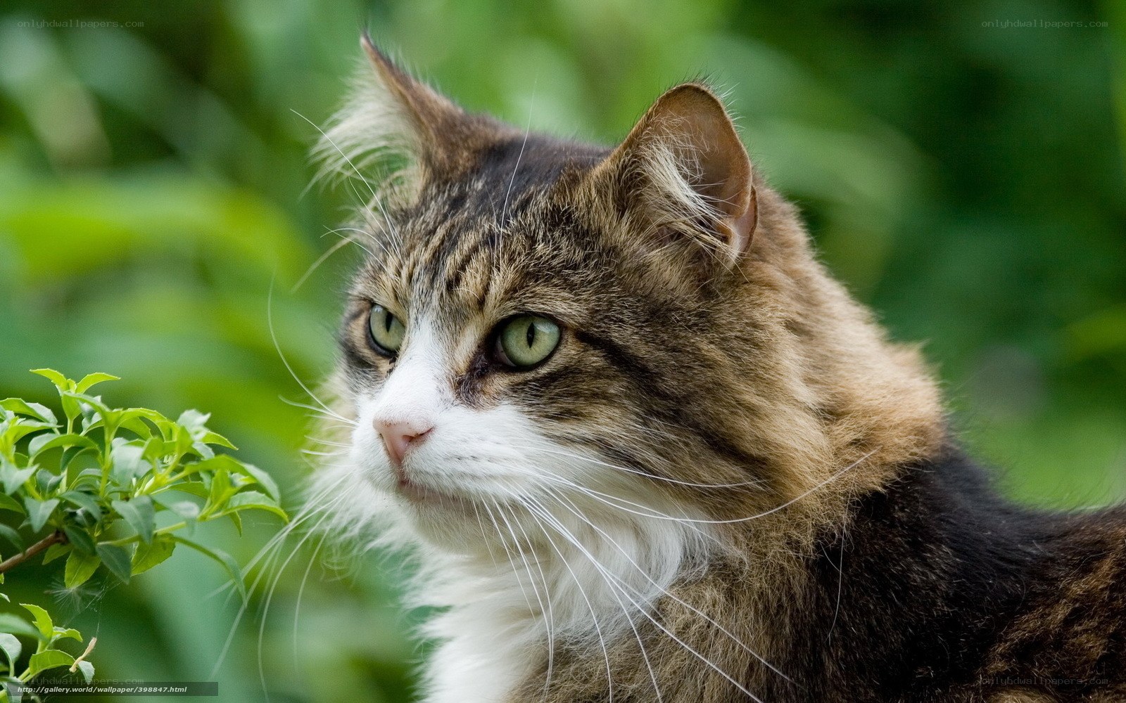tabby cat in garden