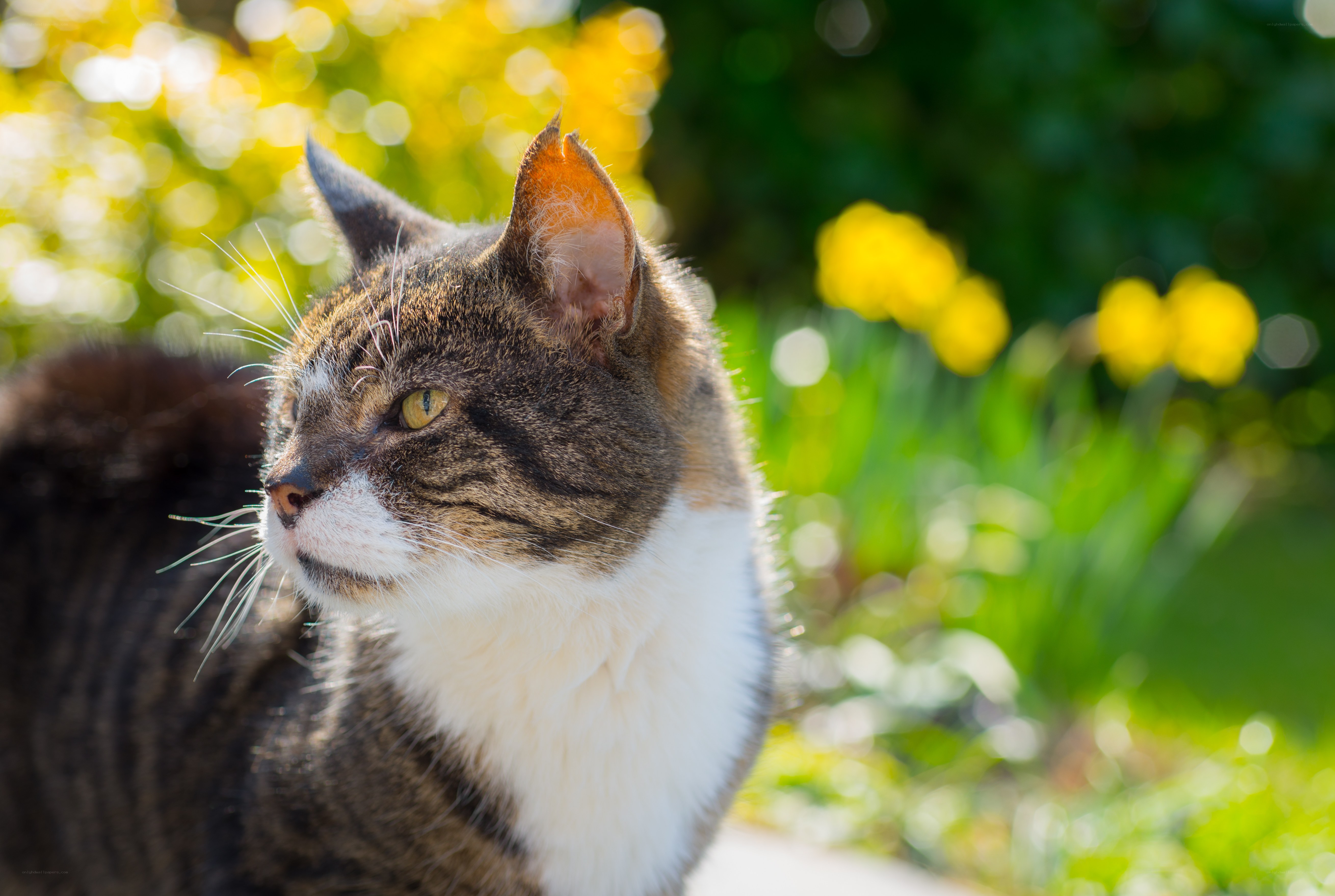 Tabby cat in garden