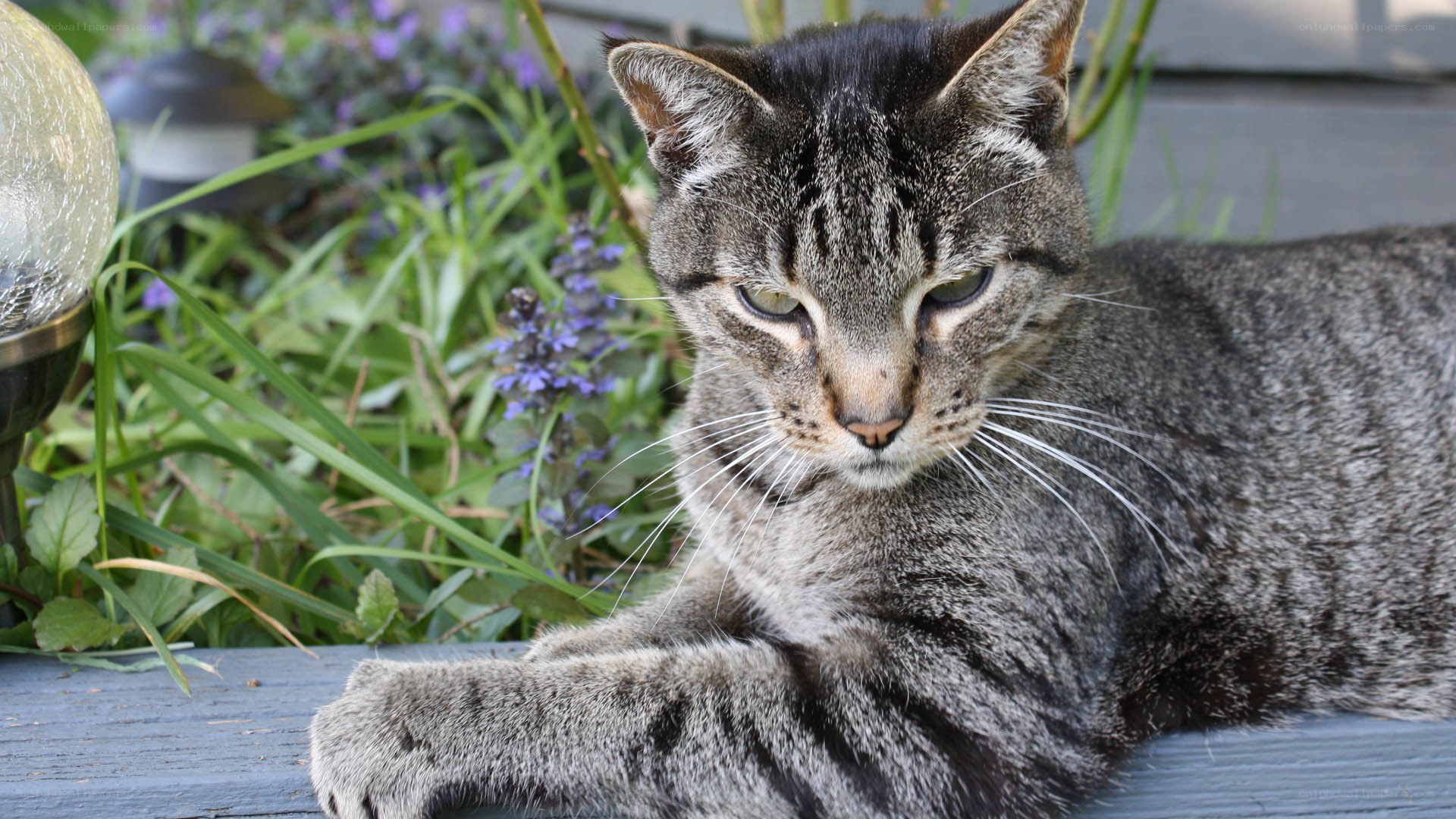 Tabby cat in garden