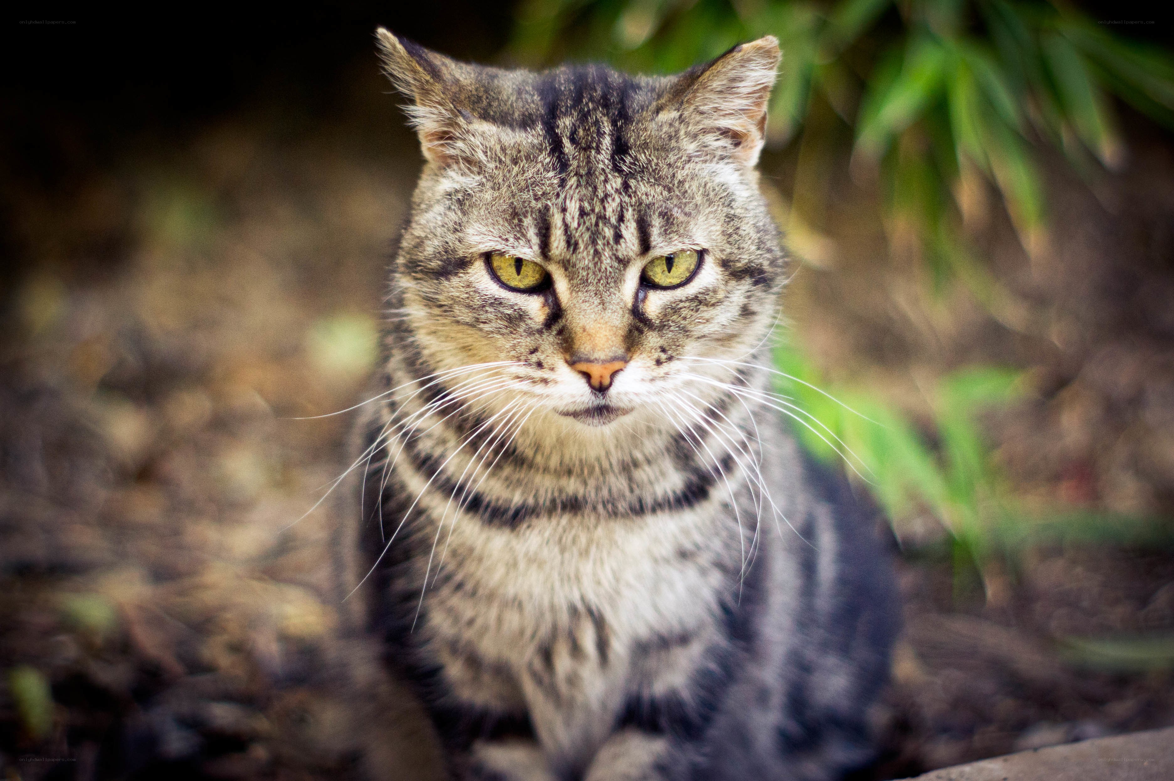 tabby cat in garden
