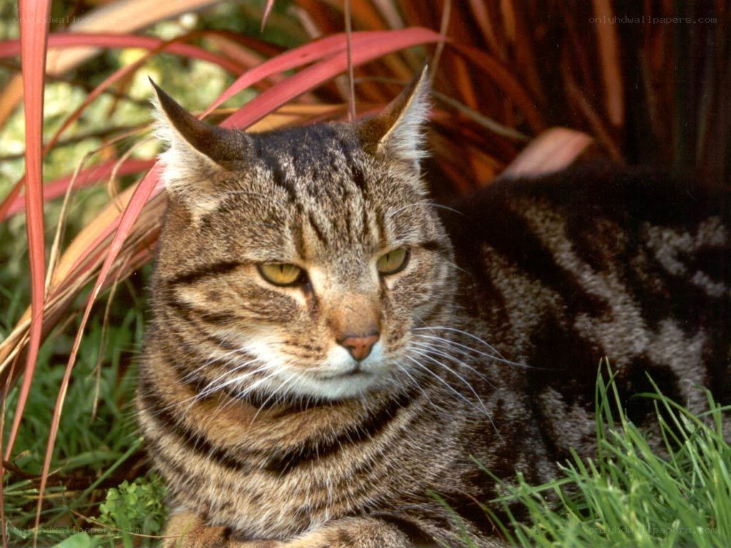 Tabby cat in garden