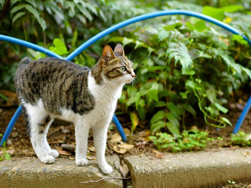 Tabby cat in garden
