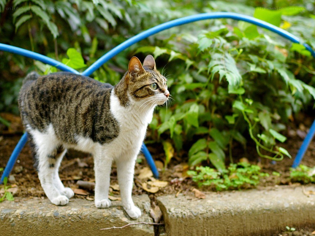 Tabby cat in garden