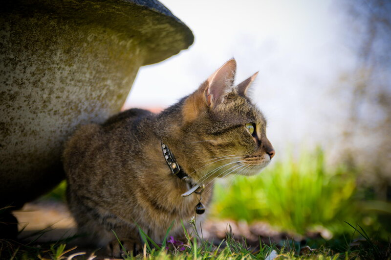 Tabby Cat in Garden — Brown, Calm, Afternoon, Photograph, Collar
