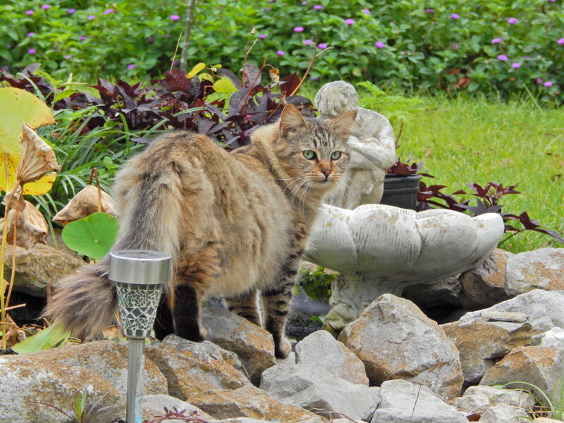 Tabby Cat in Garden — Brown, Calm, Afternoon