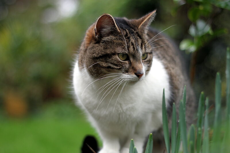 Tabby Cat in Garden — Brown, Calm, Spring