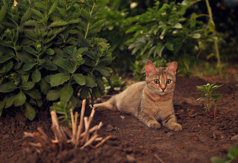 Tabby Cat in Garden — Brown, Calm