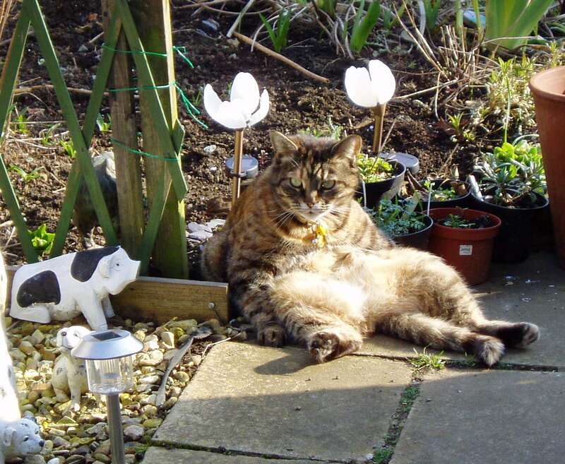 Tabby Cat in Garden — Brown