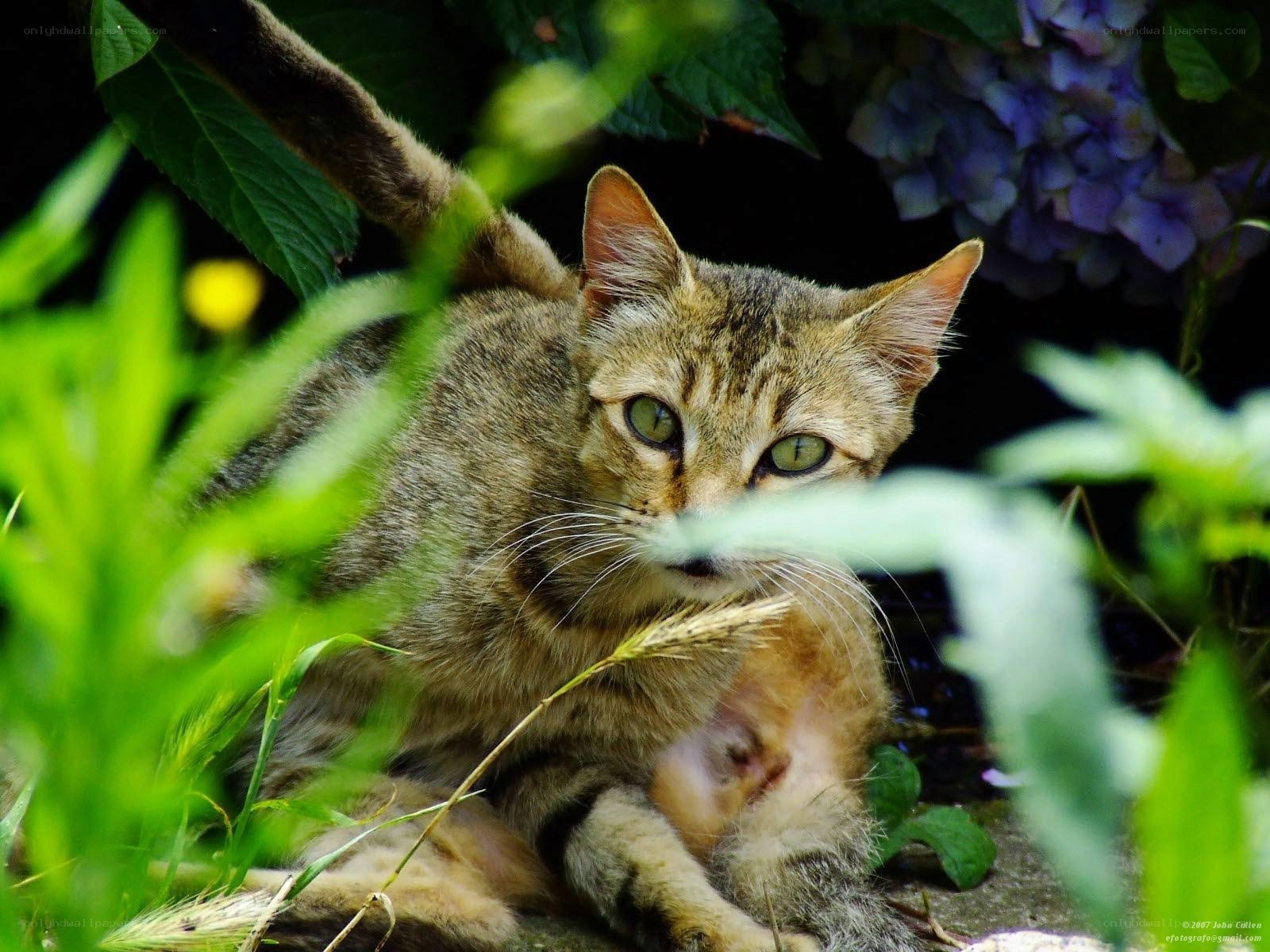 Tabby cat in garden foliage