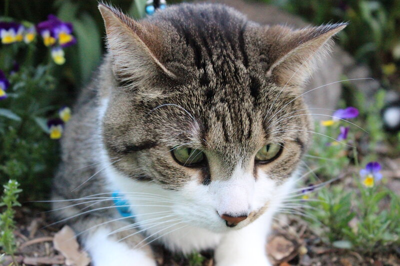 Tabby Cat in Garden — Gray, Calm