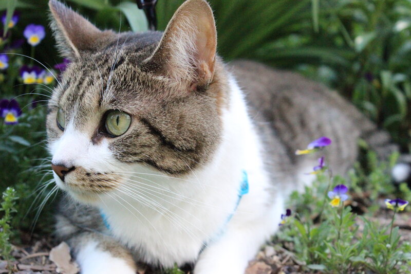 Tabby Cat in Garden — Gray