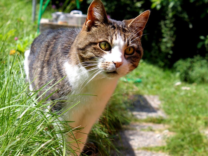 Tabby Cat in Garden — Green, Calm, Afternoon, Photograph, Grass