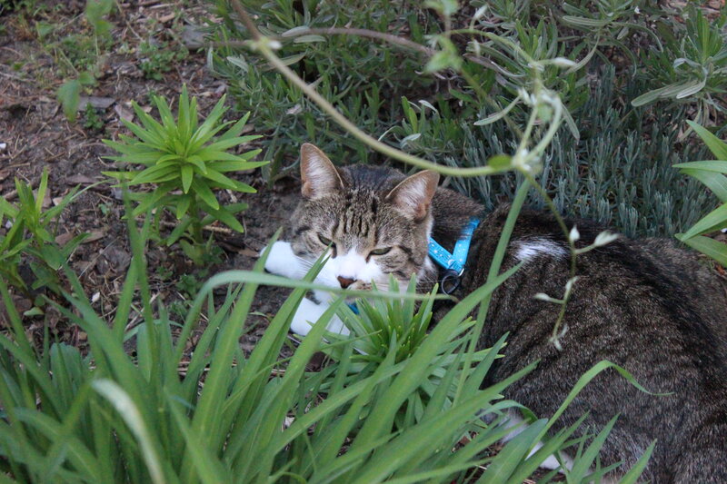 Tabby Cat in Garden — Green, Calm, Afternoon, Photograph