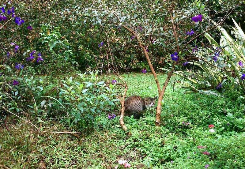 Tabby Cat in Garden — Green, Calm, Afternoon