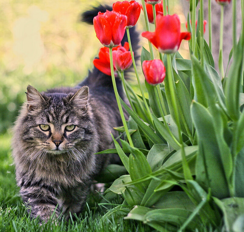 Tabby Cat in Garden — Green, Calm, Spring