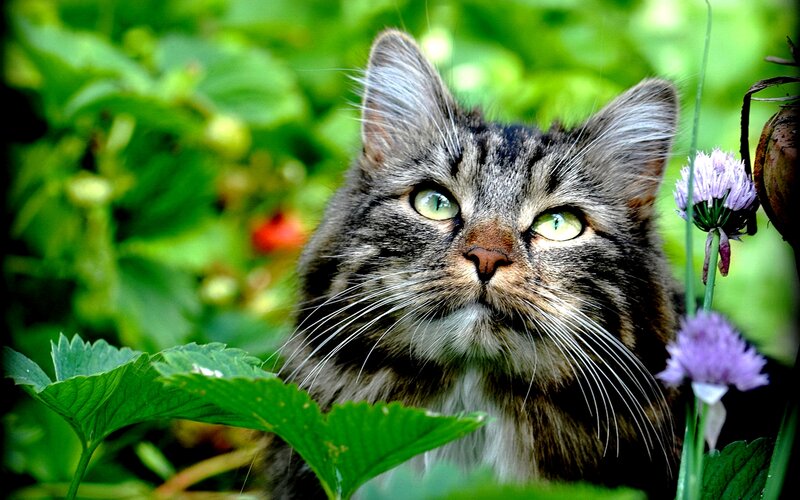Tabby Cat in Garden — Green, Calm, Summer