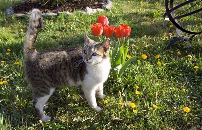 Tabby Cat in Garden — Green, Calm