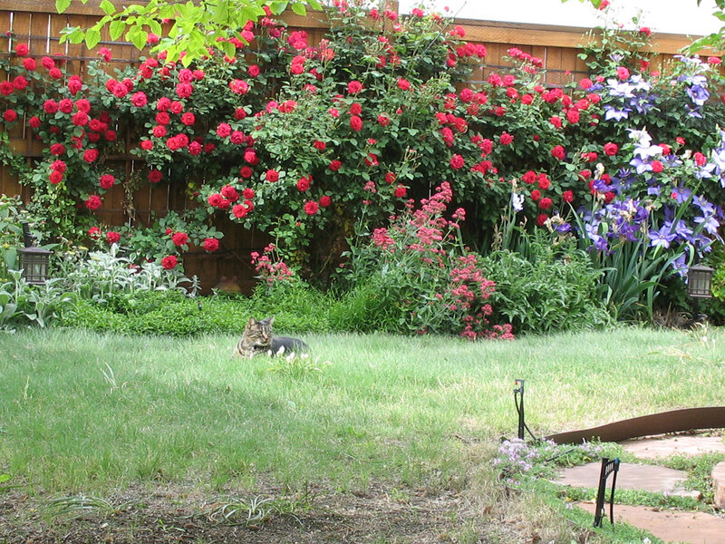 Tabby Cat in Garden — Green, Serene