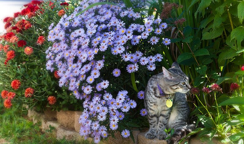 Tabby Cat in Garden — Purple