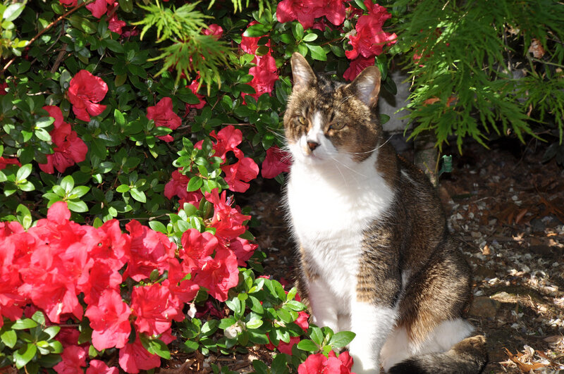 Tabby Cat in Garden — Red