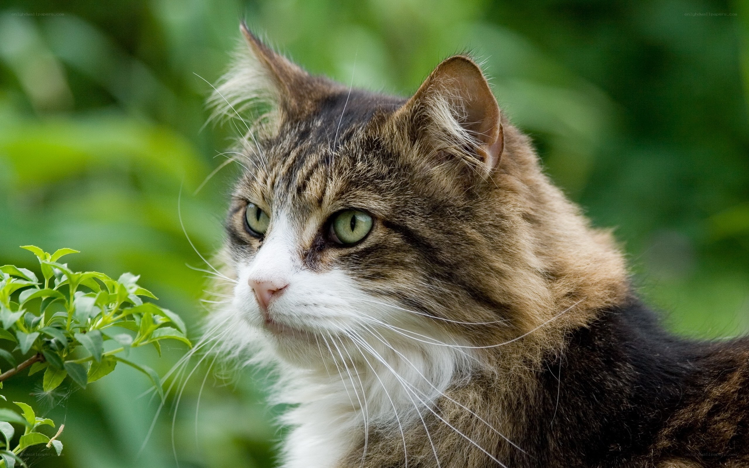 tabby cat in garden