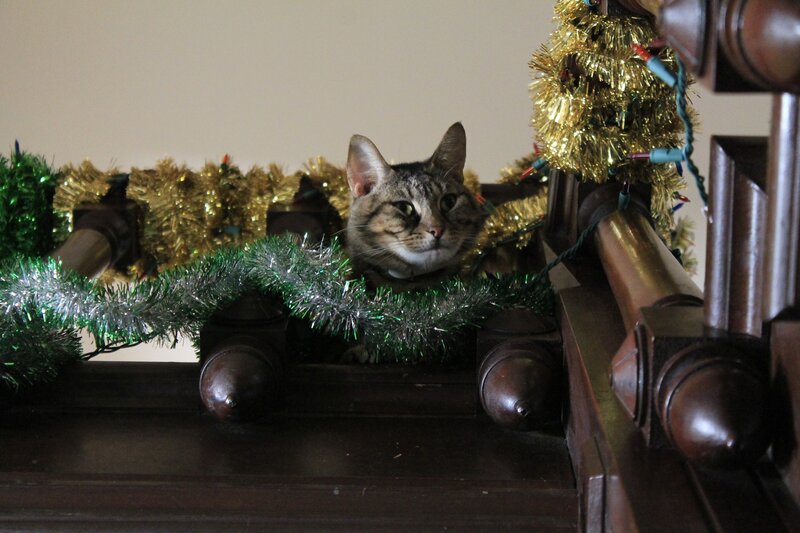Tabby Cat in Garland