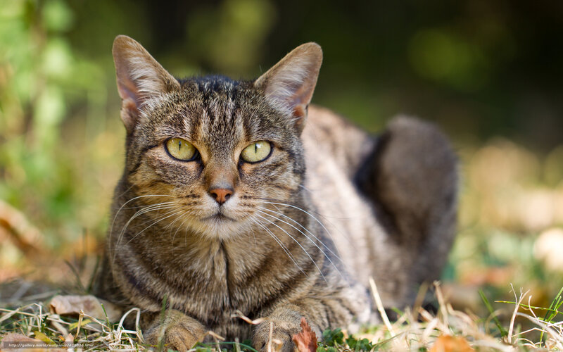 tabby cat in grass