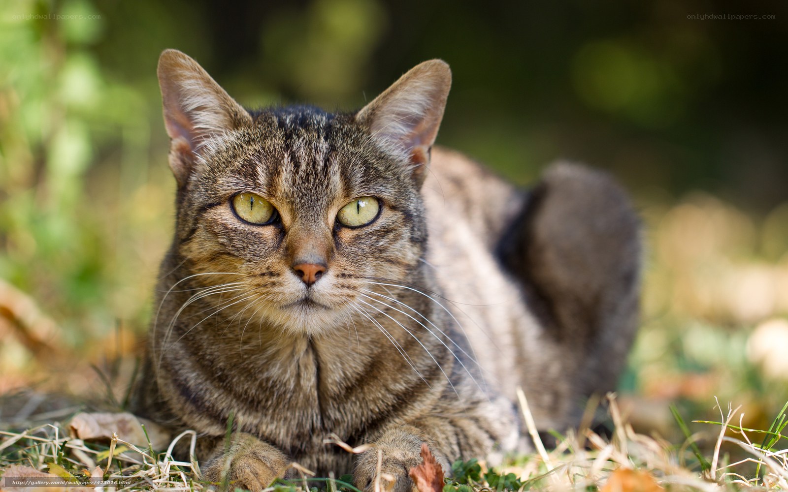 tabby cat in grass