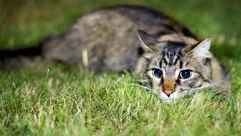 tabby cat in grass