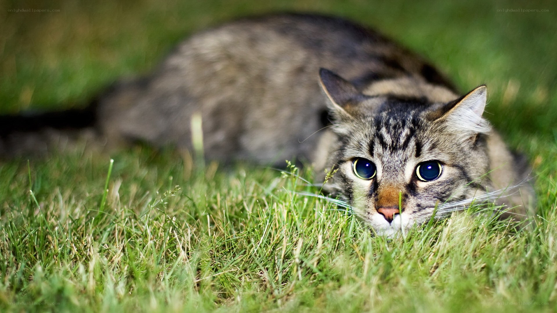 tabby cat in grass