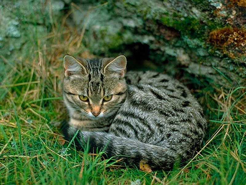 Tabby cat in grass