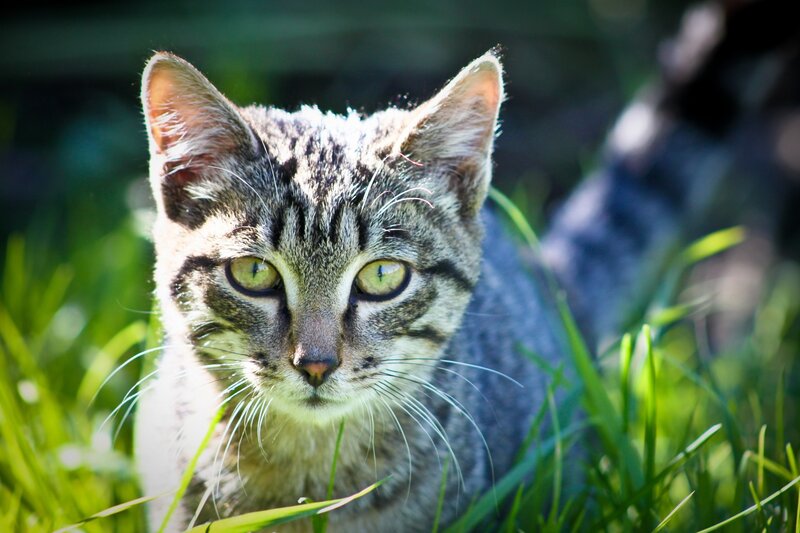 tabby cat in grass