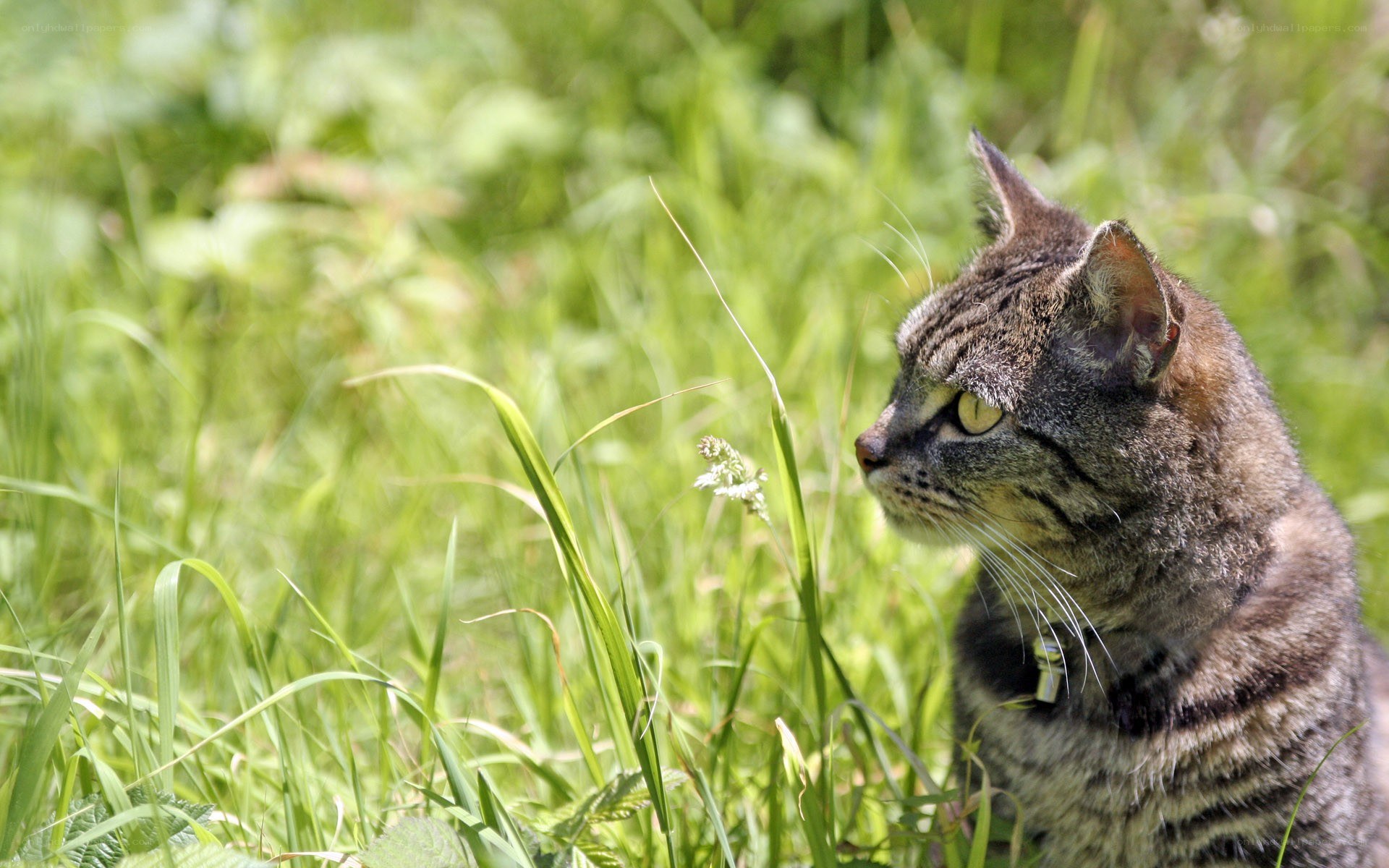 Tabby cat in grass