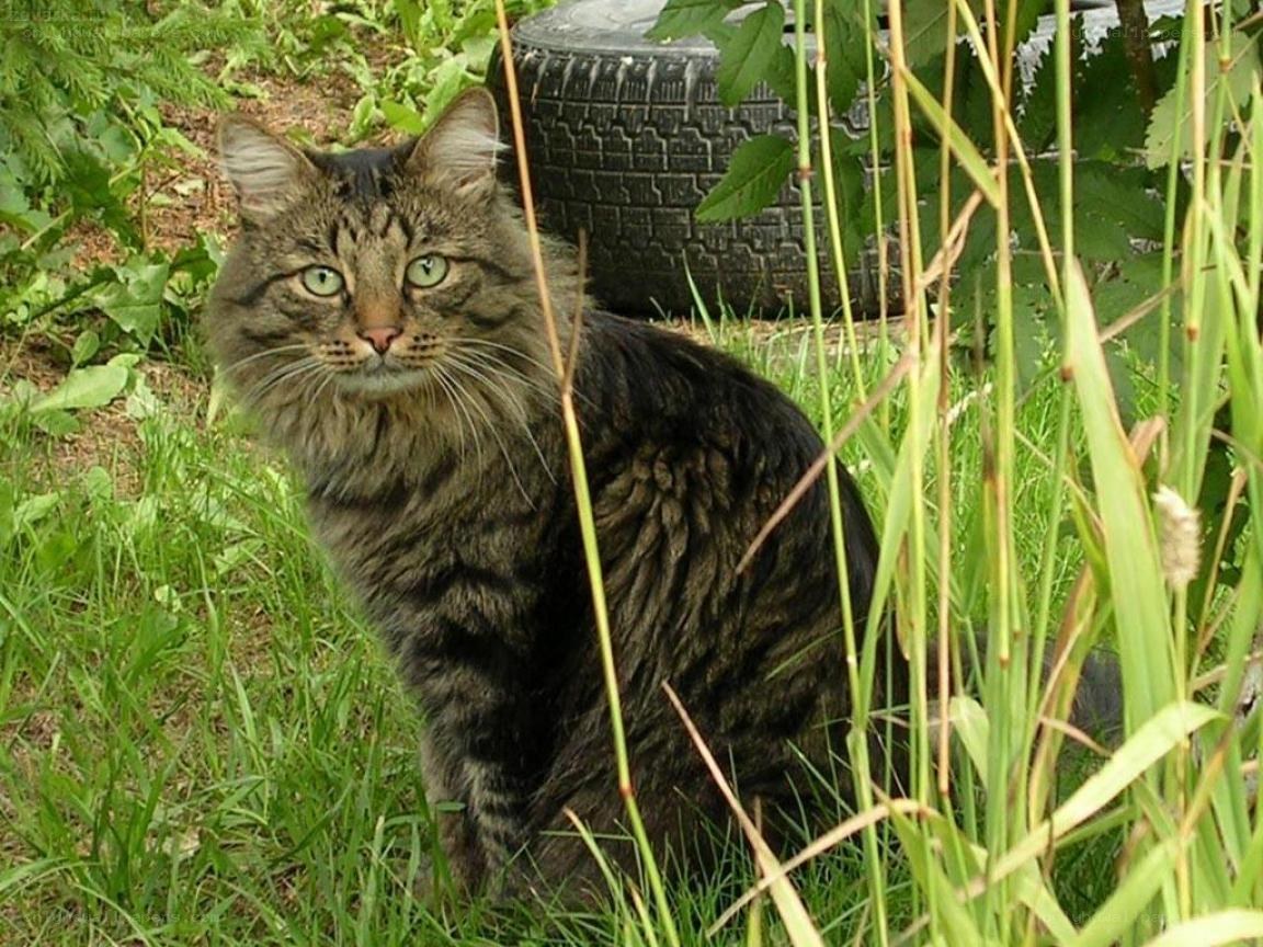 tabby cat in grass