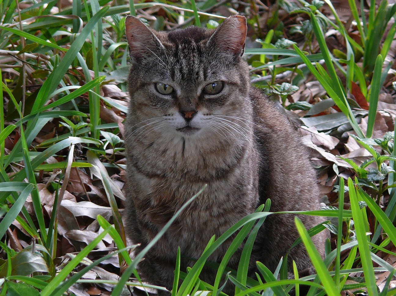 Tabby cat in grass