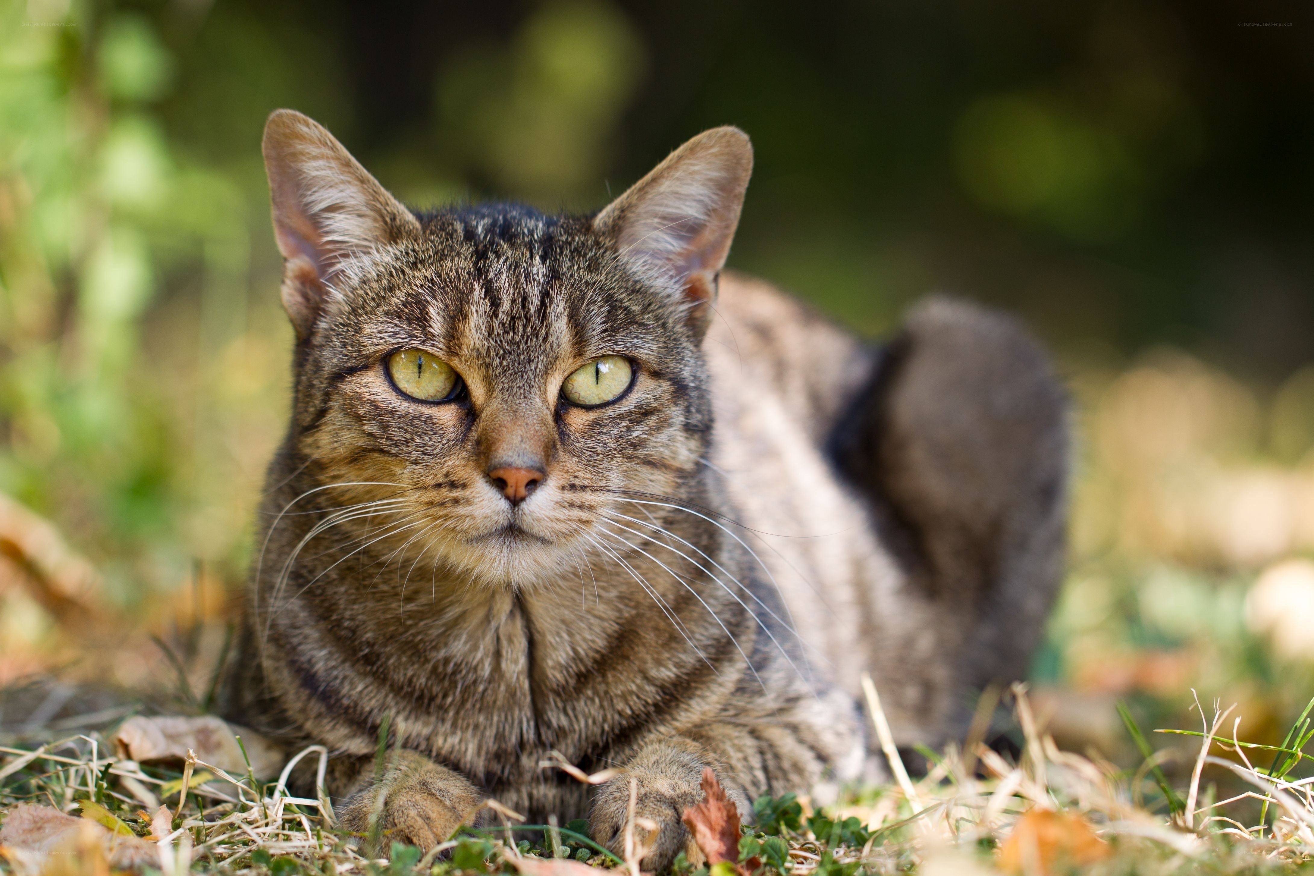 tabby cat in grass