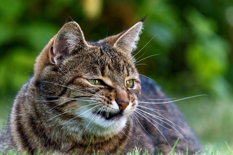 tabby cat in grass