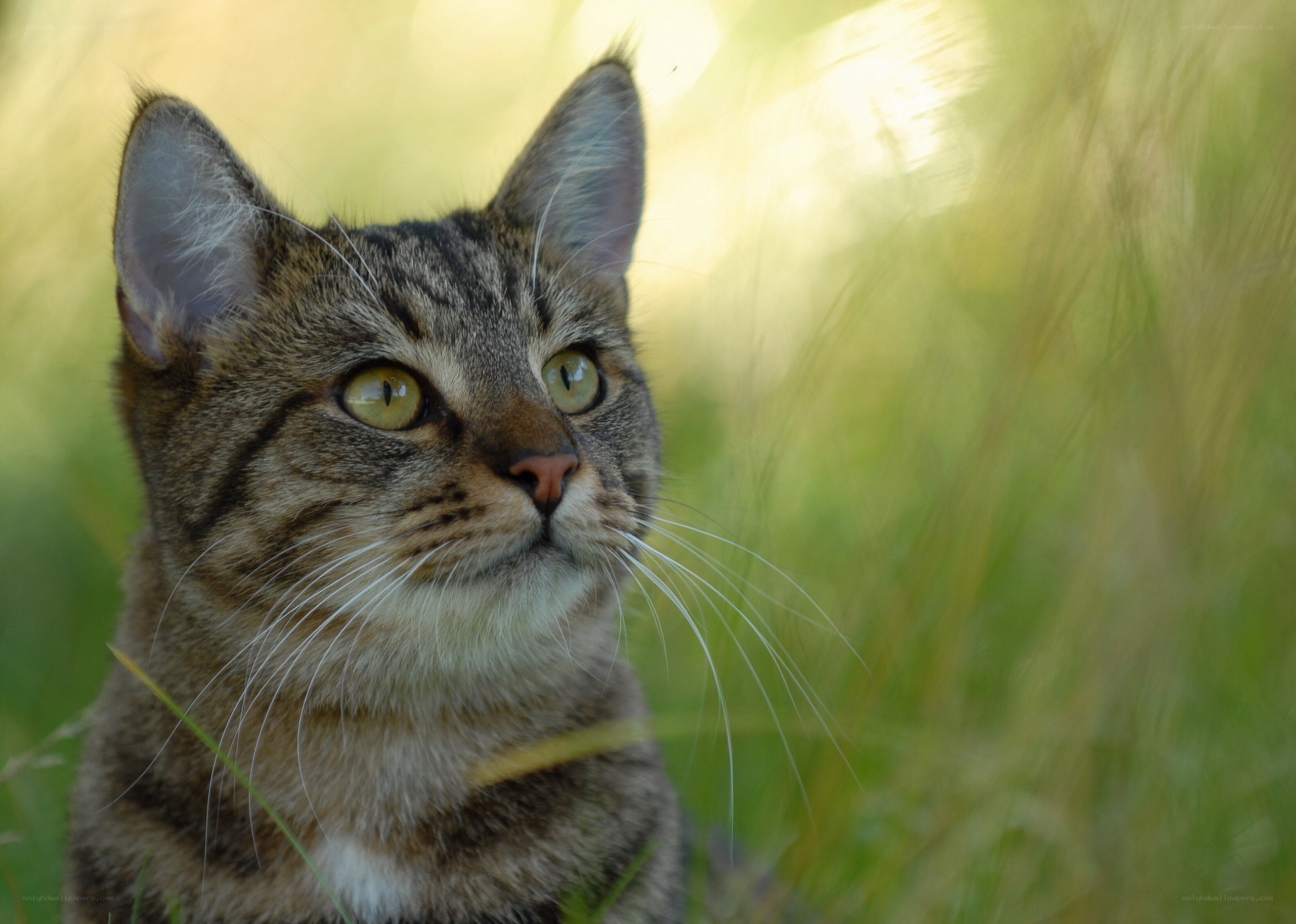 tabby cat in grass