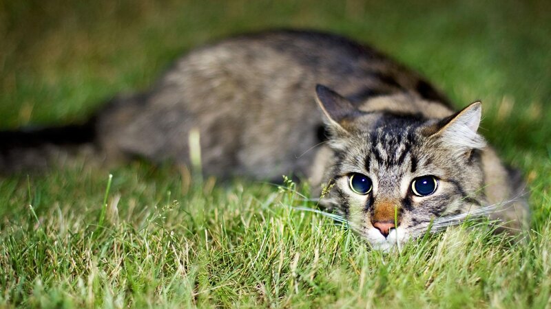 Tabby Cat in Grass — Alert, Afternoon