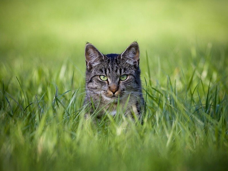 Tabby Cat in Grass — Alert, Brown