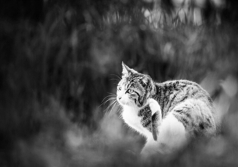Tabby Cat in Grass — Black