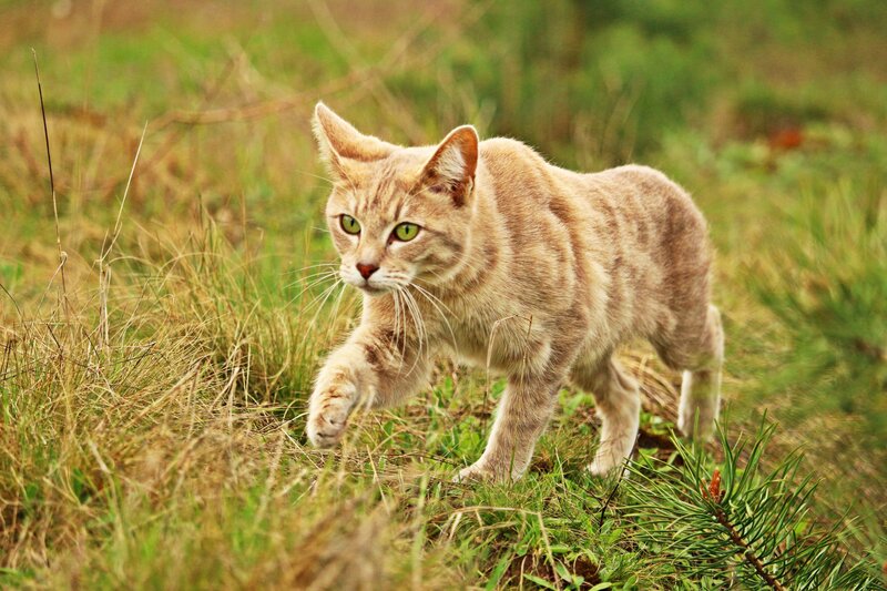 Tabby Cat in Grass — Brown, Alert, Afternoon
