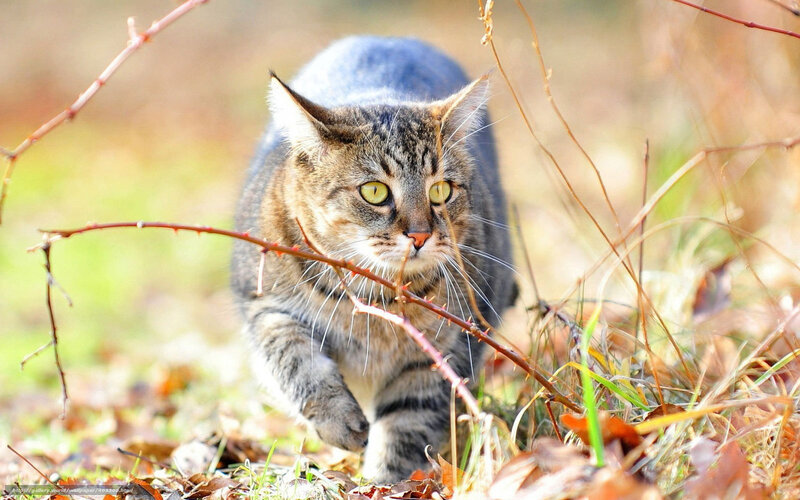 Tabby Cat in Grass — Brown, Alert, Autumn, Photograph, Branches