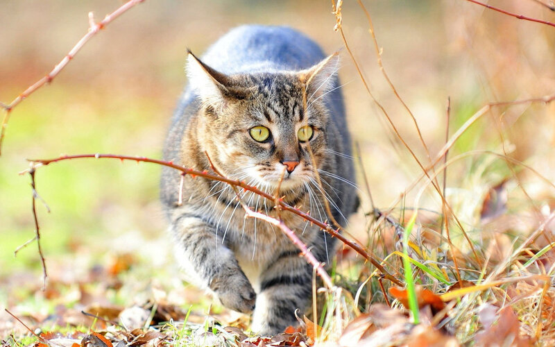 Tabby Cat in Grass — Brown, Alert, Autumn