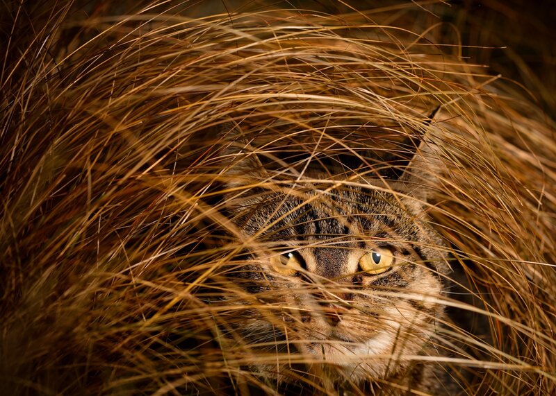 Tabby Cat in Grass — Brown, Alert, Photograph